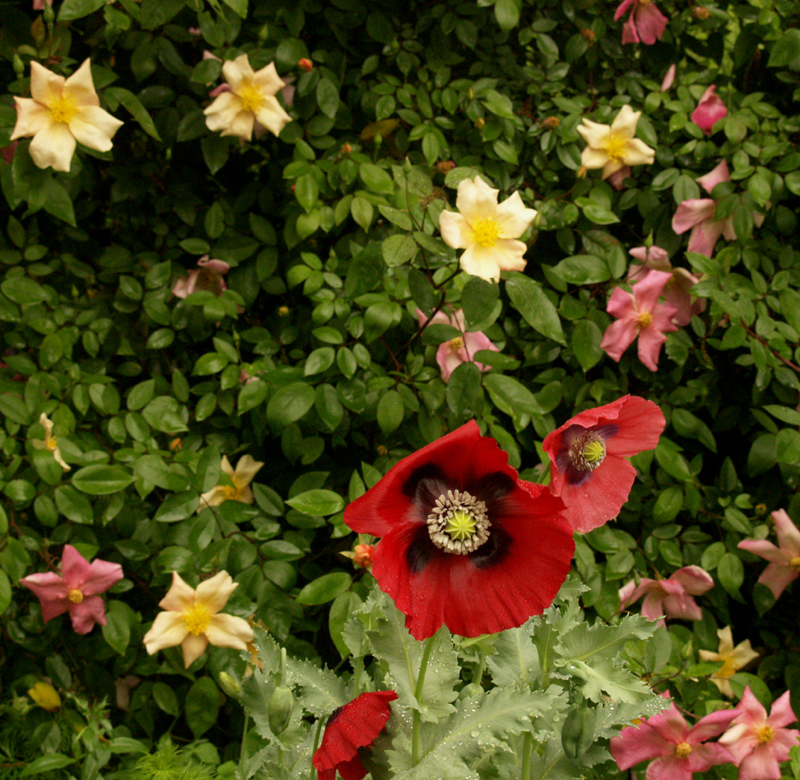 Mutabilis rose with red poppy 