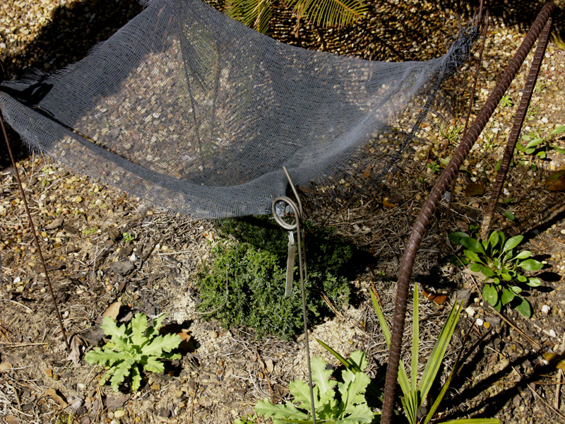 Plant shade cloth 