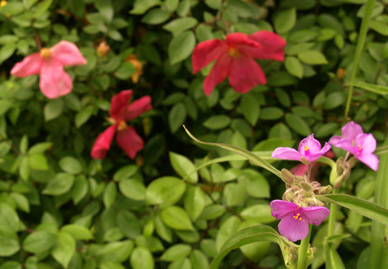 Mutabilis rose with spiderwort Mutabilis rose with spiderwort