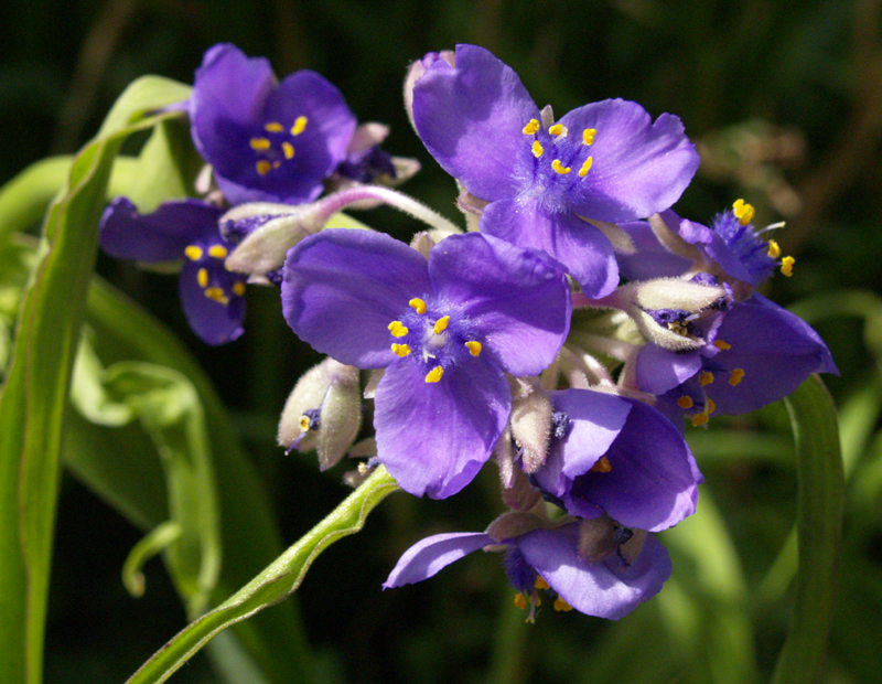 Purple spiderwort (Tradescantia gigantea) Purple spiderwort (Tradescantia gigantea)