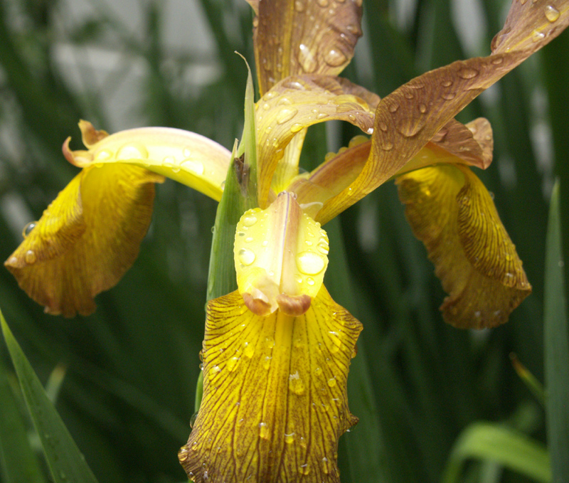 Spuria iris 