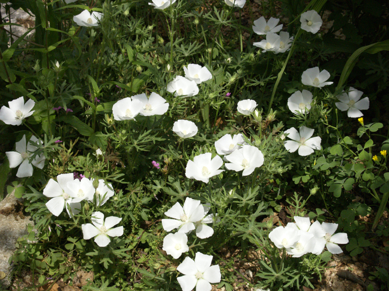 White winecups White winecups