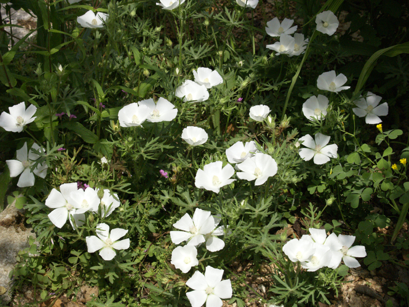 White winecups