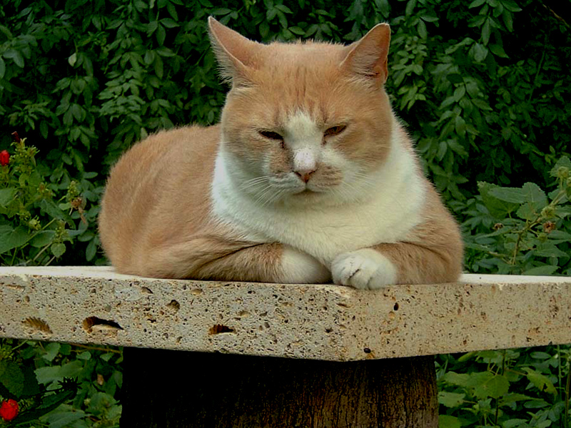 cat perch with Spencer cat