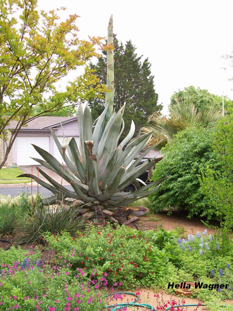 Agave americana about to bloom Austin Texas