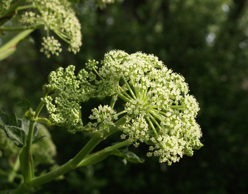 Angelica pachycarpa flower Angelica pachycarpa flower