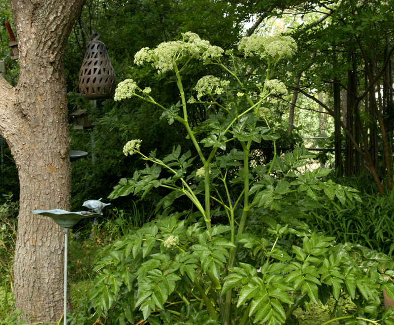 Angelica pachycarpa