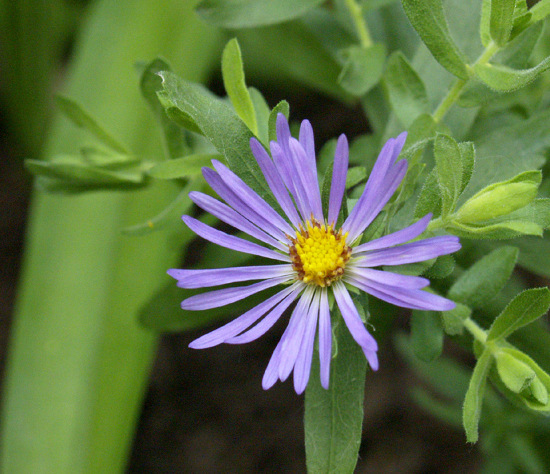 purple aster