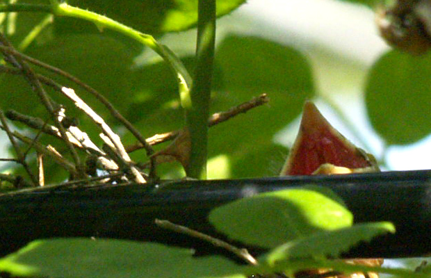 Baby cardinal mouth Baby cardinal mouth