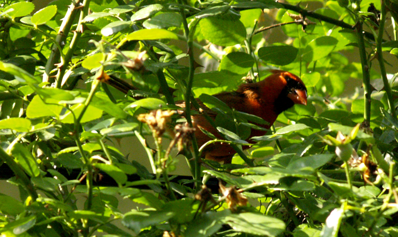 Cardinal feeding young Cardinal feeding young