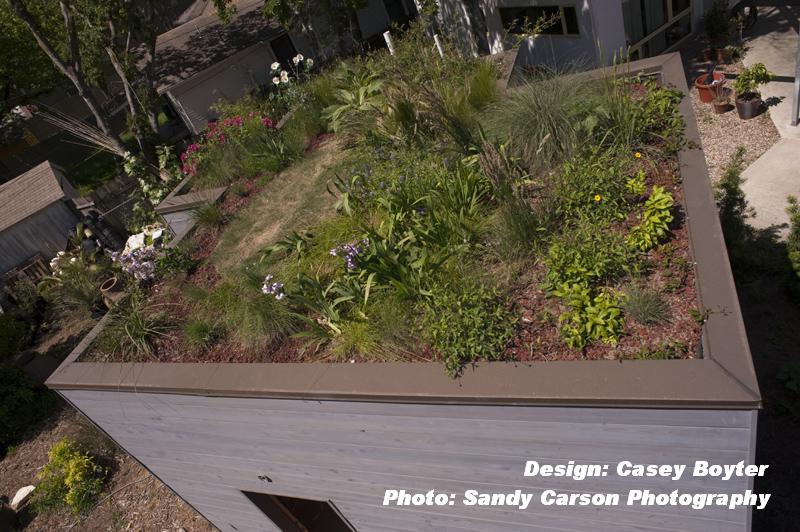 Casey Boyter green roof Austin Texas