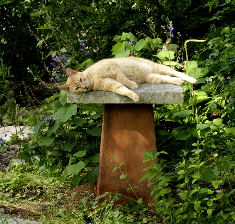 Cat perch Vietnamese pot with cat Sam