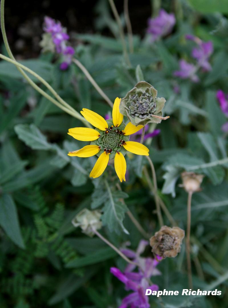 chocolate flower (Berlandiera lyrata)