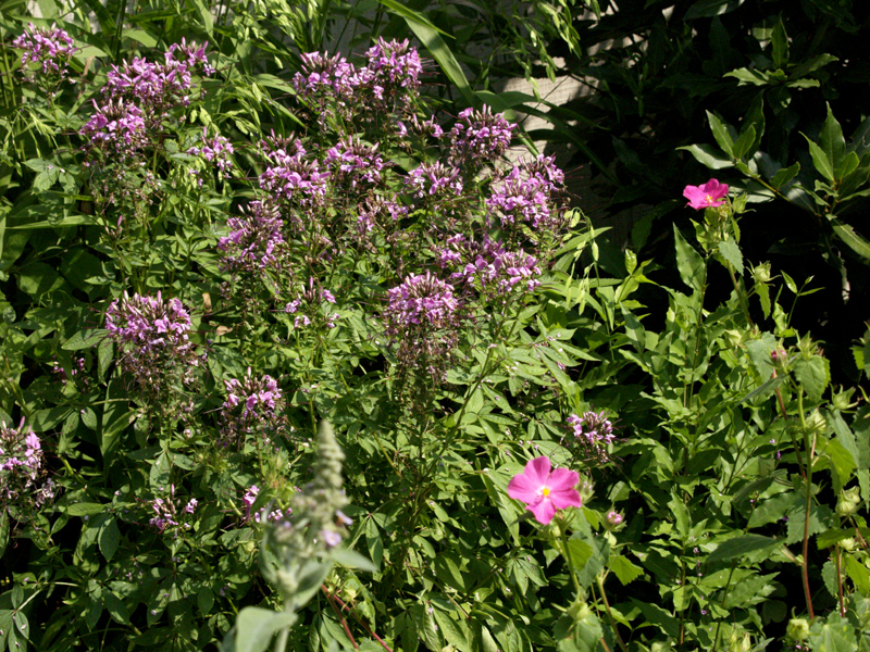 Cleome Senorita Rosalita and pavonia, rock rose