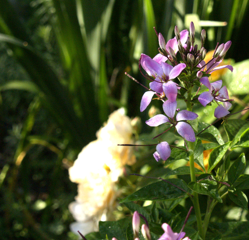 Senorita Rosalita cleome with Buff Beauty rose