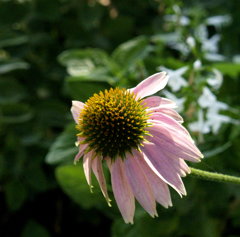 Coneflower with Salvia coccinea 'Nymph White'