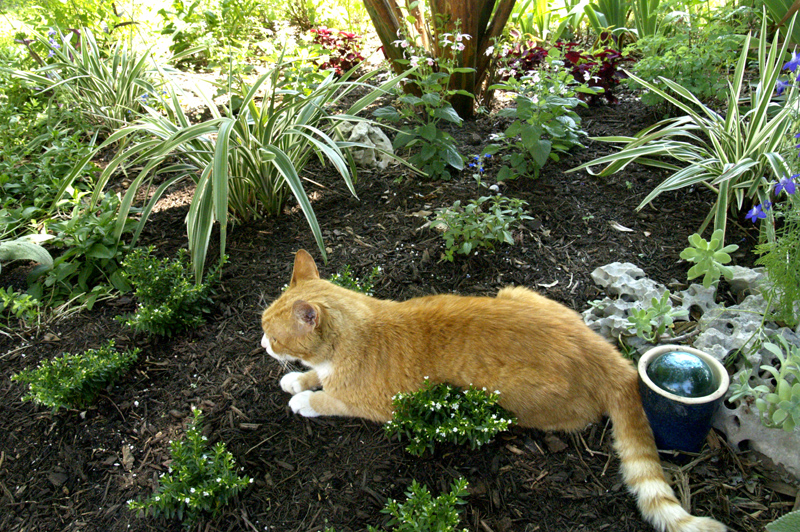 Dianella, white Mexican heather, bicolor salvia, cat Cedric