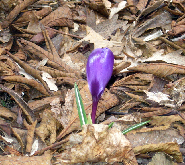 Crocus in Vantaa, Finland