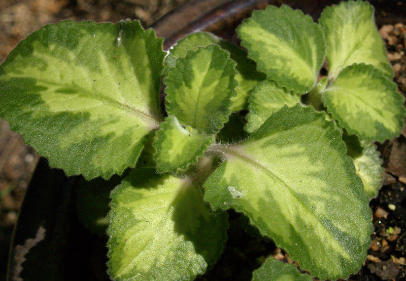 Cuban oregano (Plectranthus amboinicus) Cuban oregano (Plectranthus amboinicus)