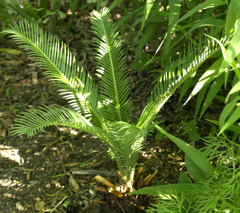 Cycad, sago palm after freeze damage