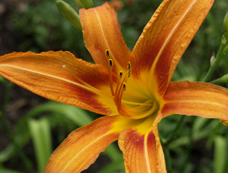 Tawny daylily 