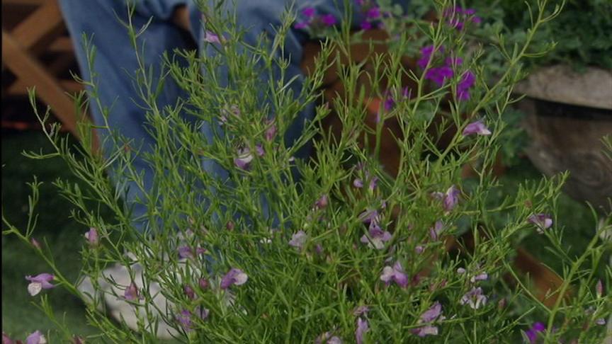 Emu bush, Eremophila Summertime Blue