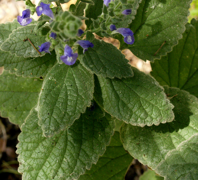 Heartleaf skullcap leaves