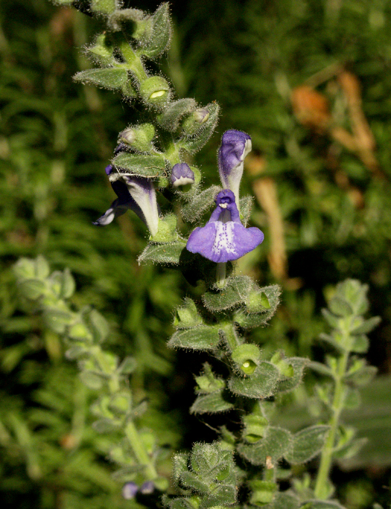 Heartleaf skullcap Scutellaria ovata ssp. bracteata