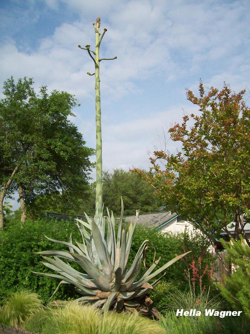 Agave americana bloom stalk Austin Texas