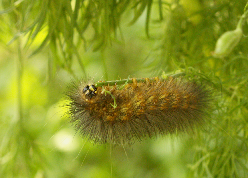 Caterpillar on larkspur