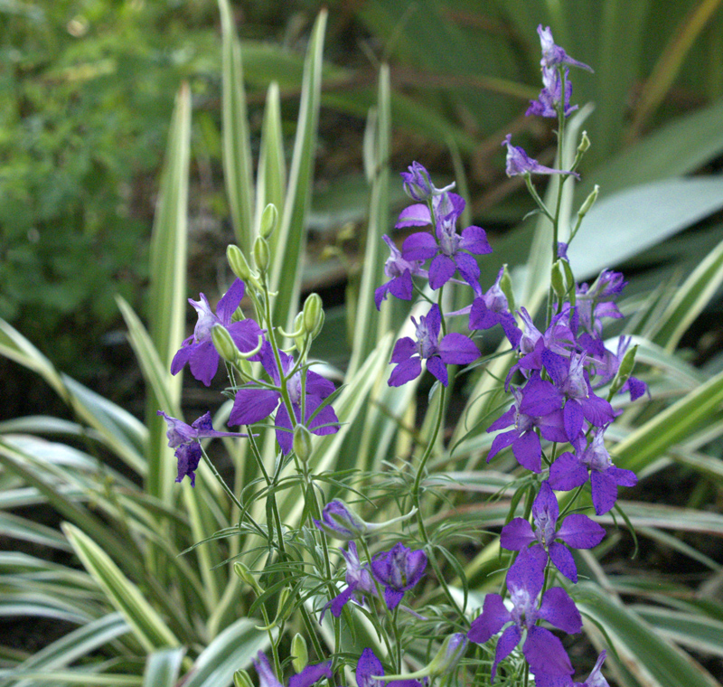 Variegated dianella and larkspur