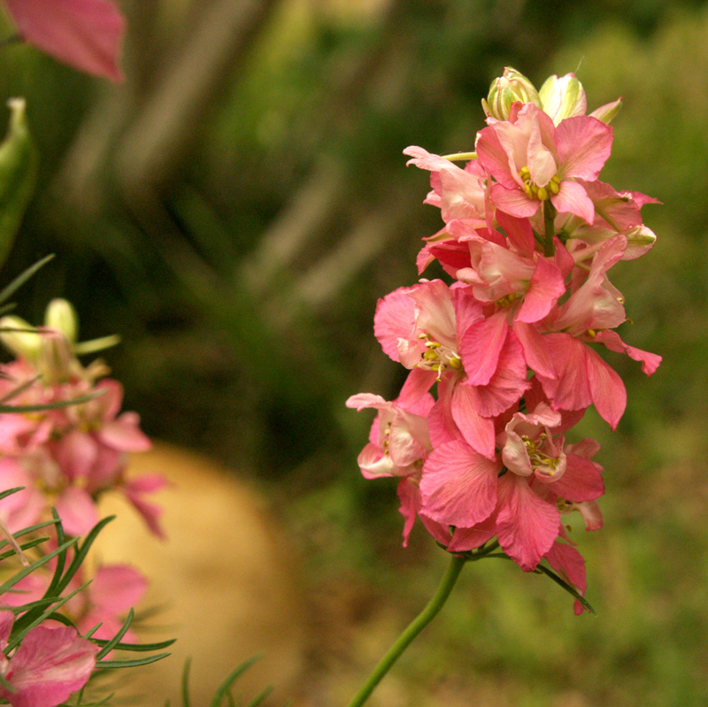 Double pink larkspur