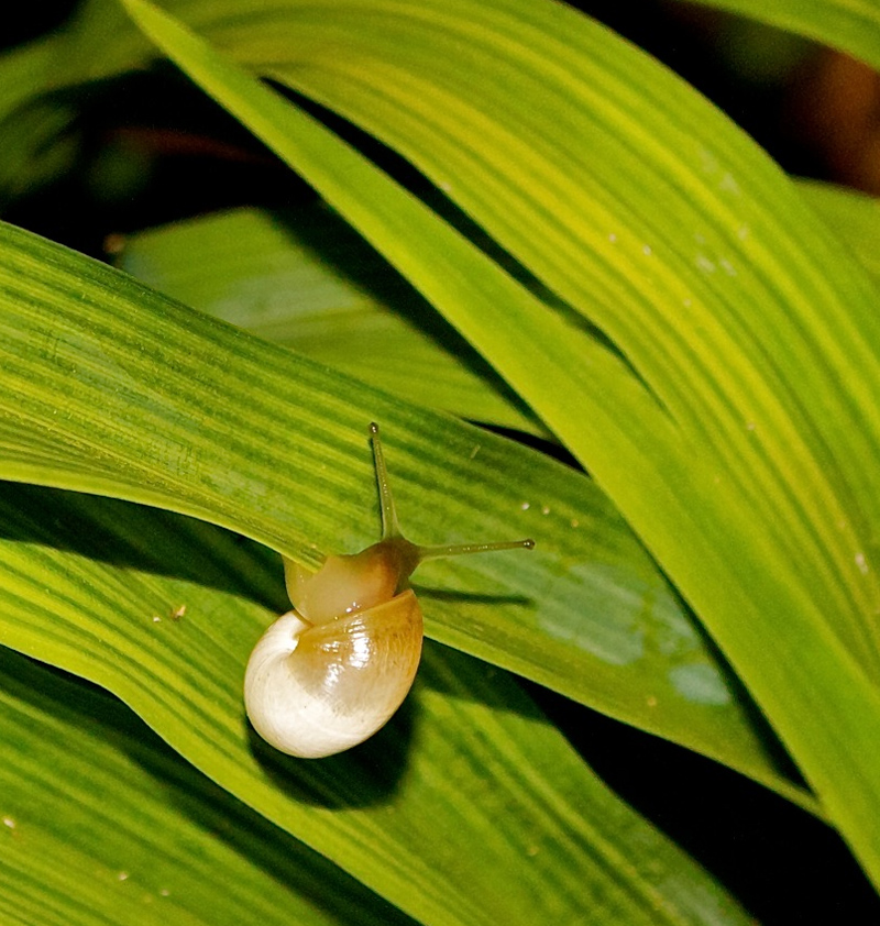 Iron deficiency on daylily