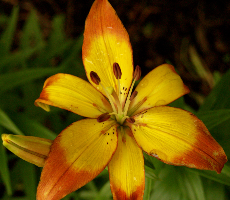 Lilium 'Linda' Lilium 'Linda'