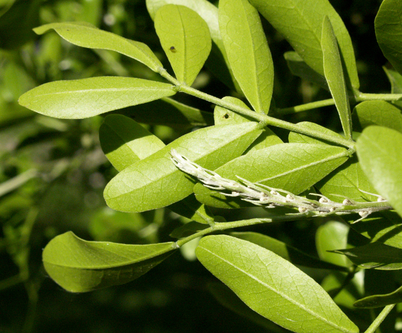 Texas mountain laurel flower spike