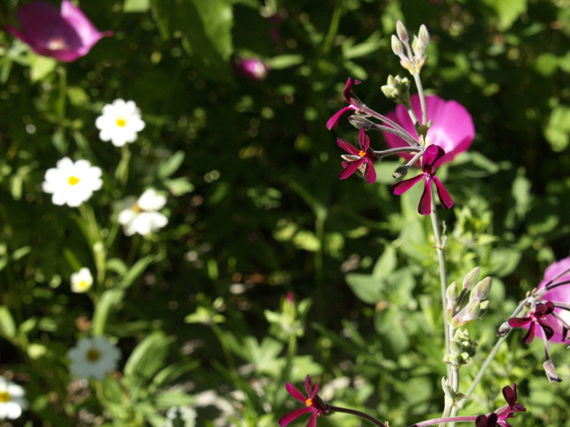 Pelargonium sidoides with blackfoot daisy and winecup