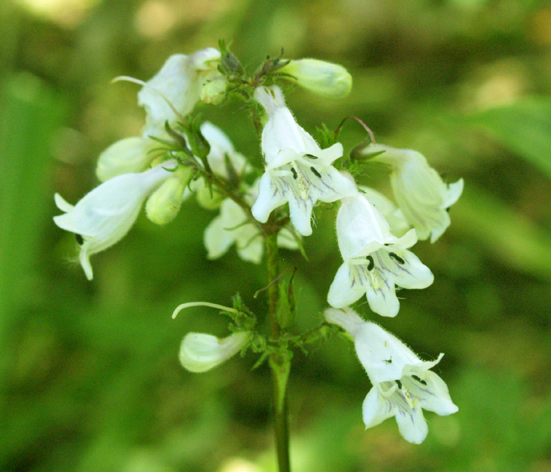 Penstemon cobaea austin texas