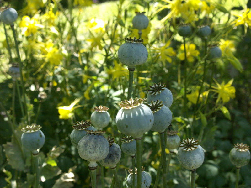 poppy seedheads with columbine