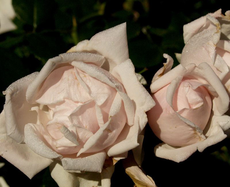 Rose New Dawn Austin Texas Rose New Dawn Austin Texas