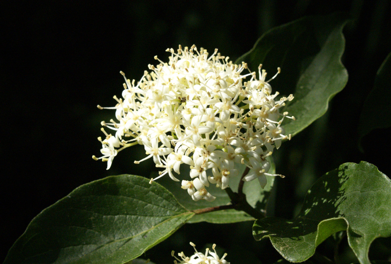 Rusty blackhaw viburnum flower