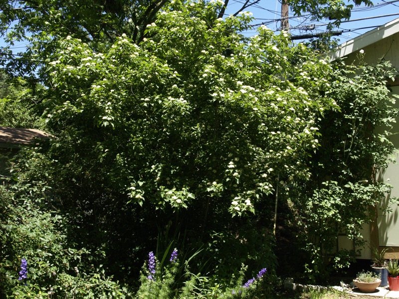 Rusty blackhaw viburnum as hedge screen 