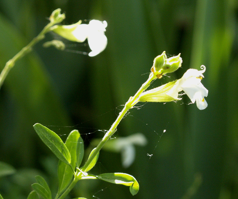 White Salvia greggii 