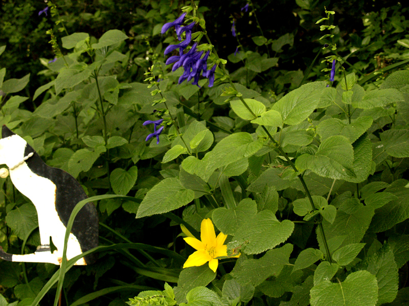 Salvia guarantica and yellow daylily Salvia guarantica and yellow daylily