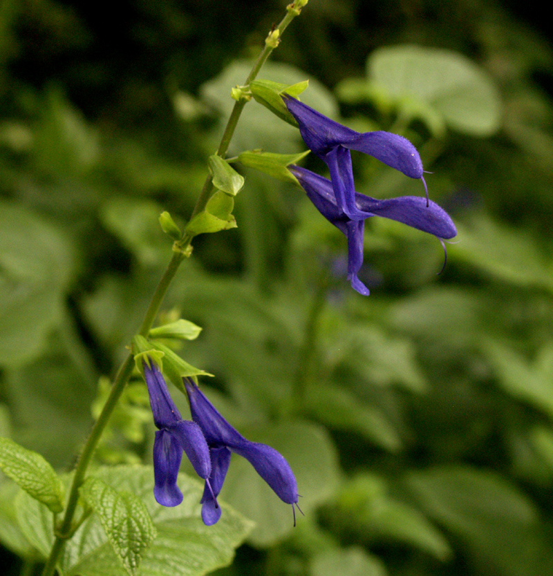 Salvia guaranitica Austin Texas