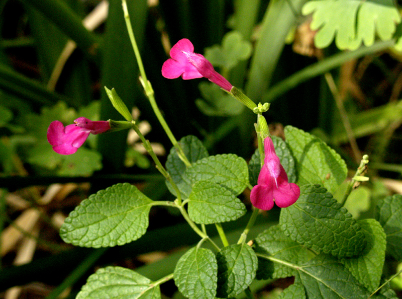 Salvia microphylla 'La Trinidad Pink' .