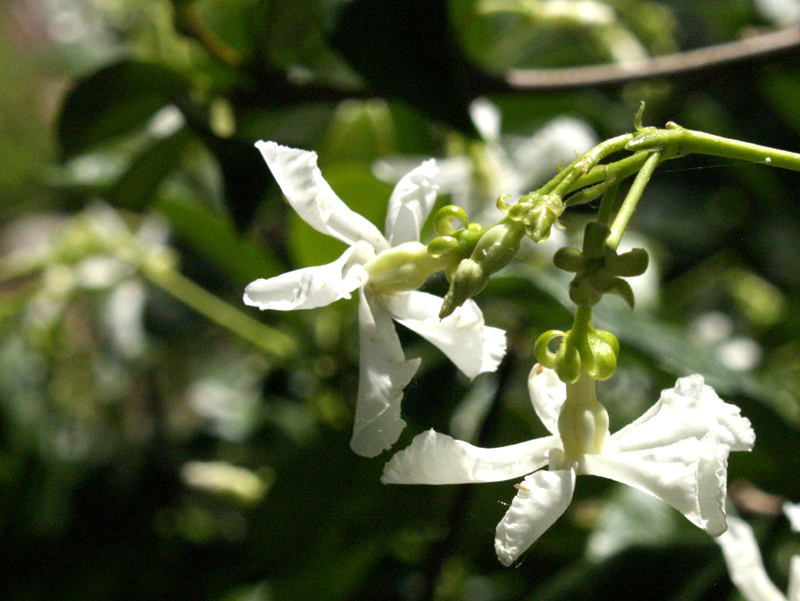 star jasmine, confederate jasmine austin texas