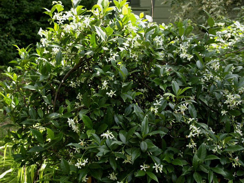 Star jasmine trained as shrub Star jasmine trained as shrub