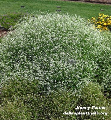 Euphorbia White Manaus Dallas Arboretum