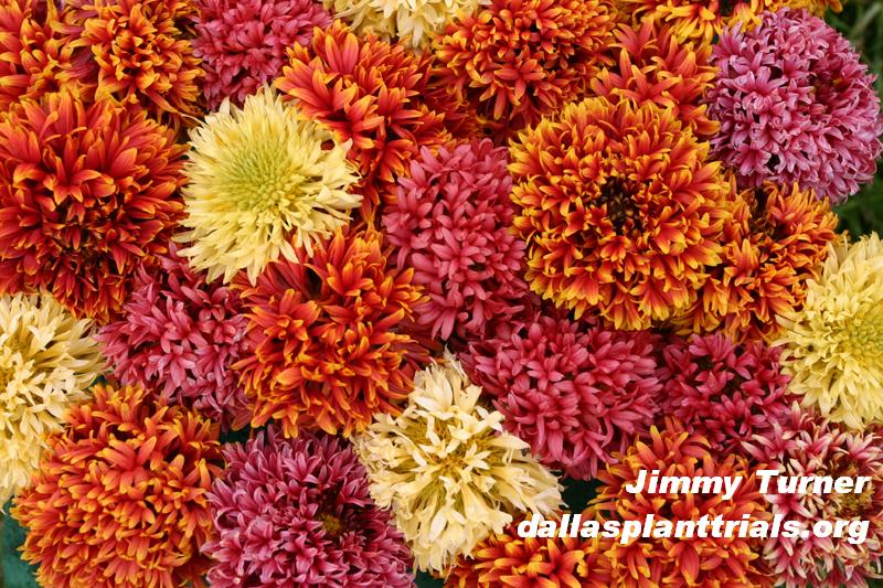 Gaillardia Razzle Dazzle Dallas Arboretum