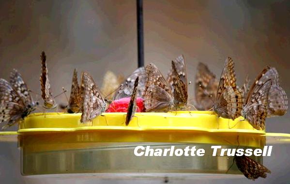 Variegated gulf fritillarys on home feeder